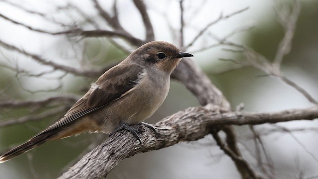 Cuclillo Orejinegro - ML647632591