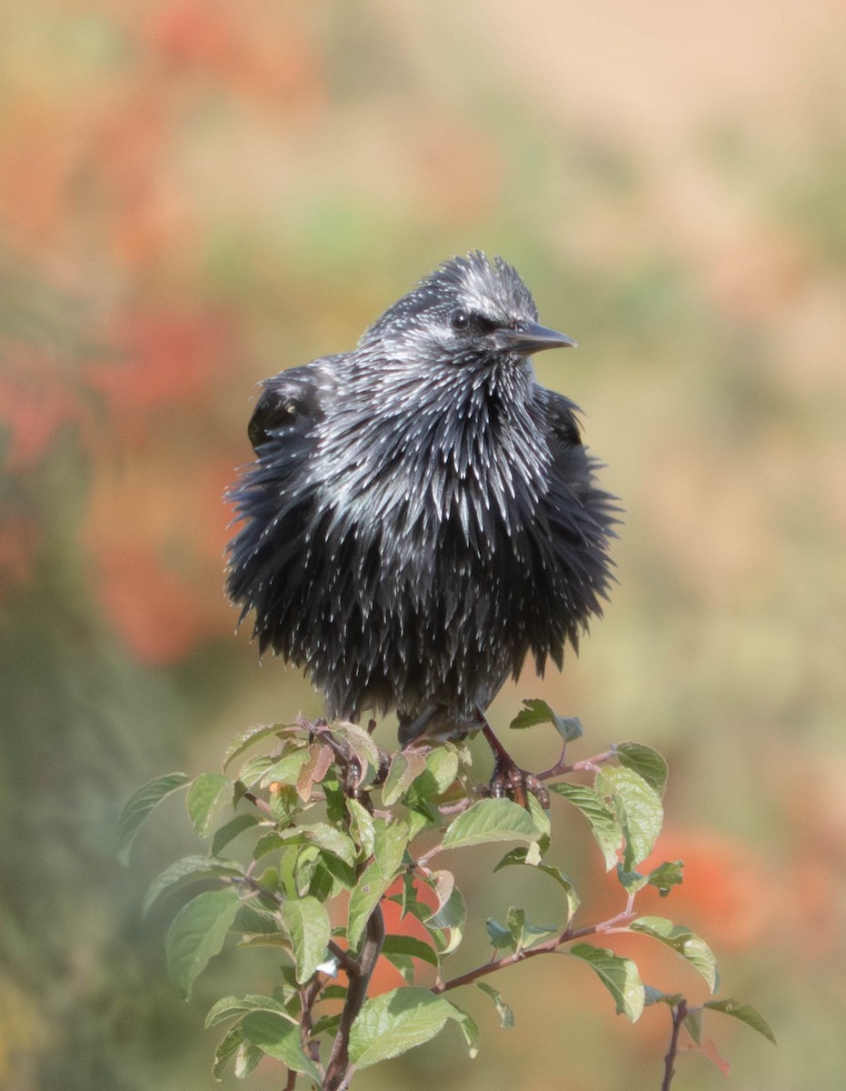 Étourneau unicolore - ML647632593