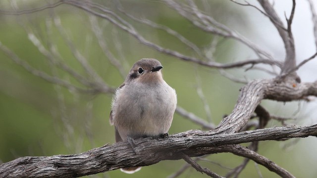 Black-eared Cuckoo - ML647632596