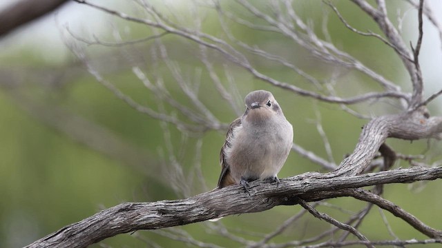 Black-eared Cuckoo - ML647632602