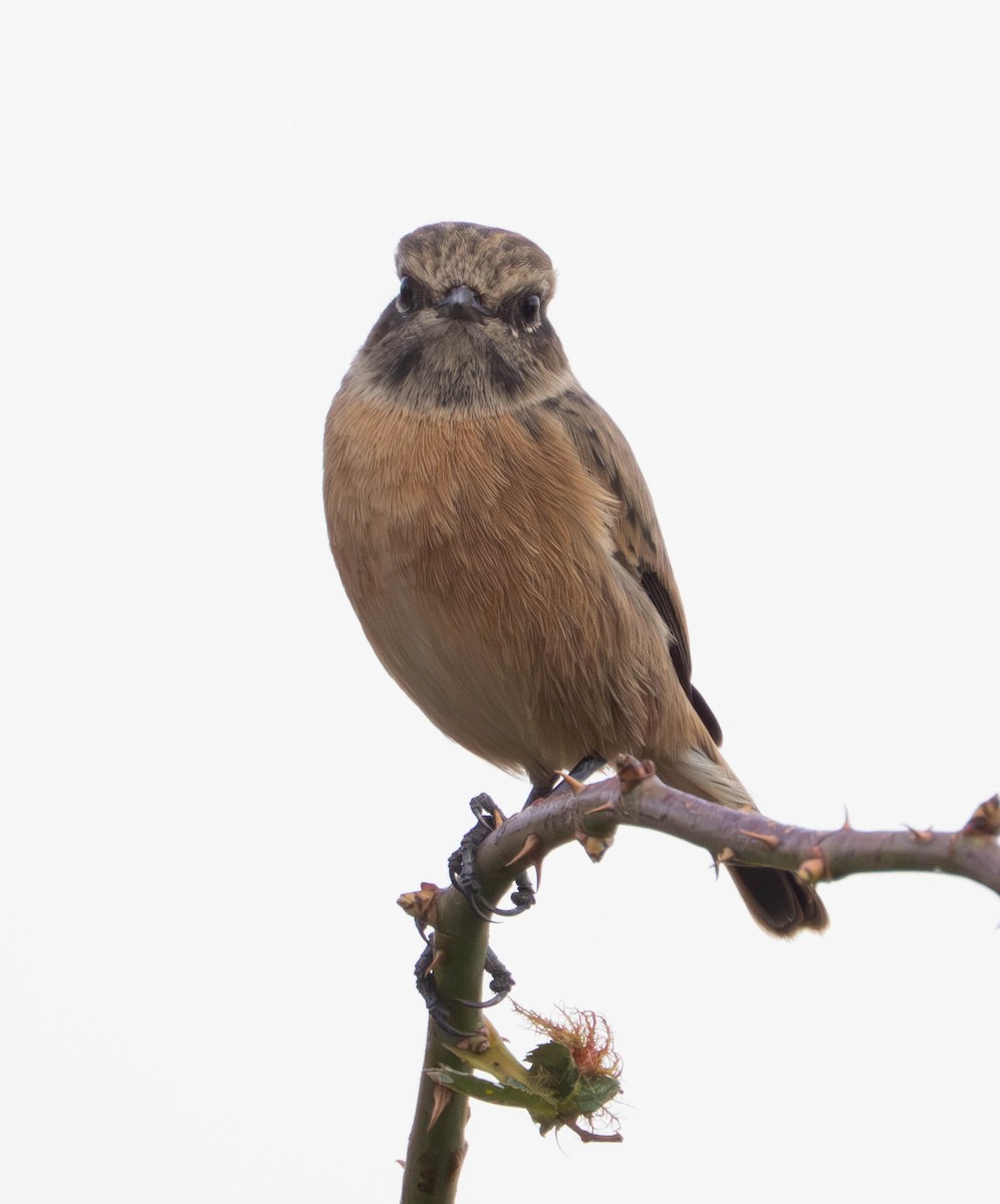 European Stonechat - ML647632604