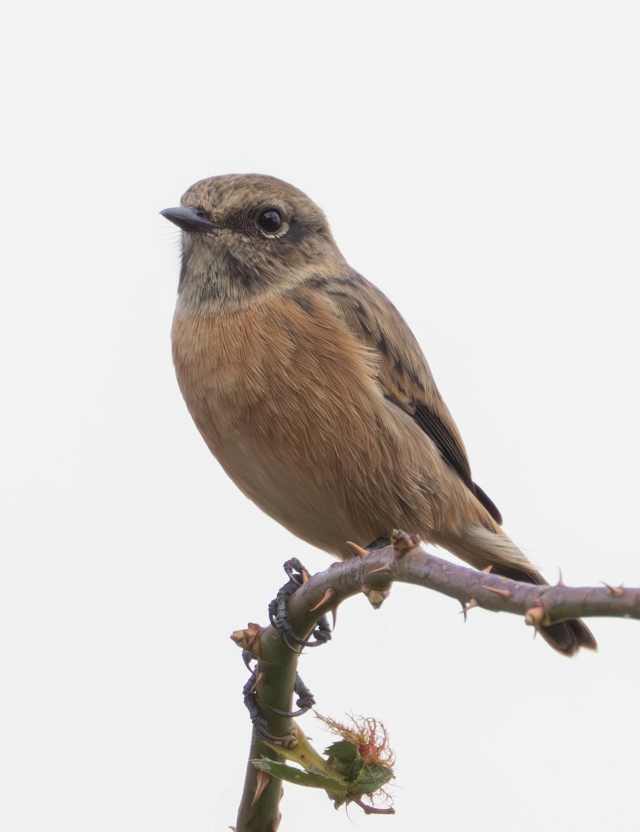 European Stonechat - ML647632605