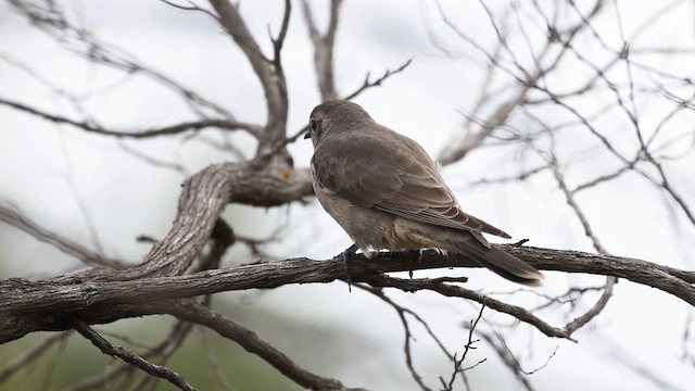 Black-eared Cuckoo - ML647632610