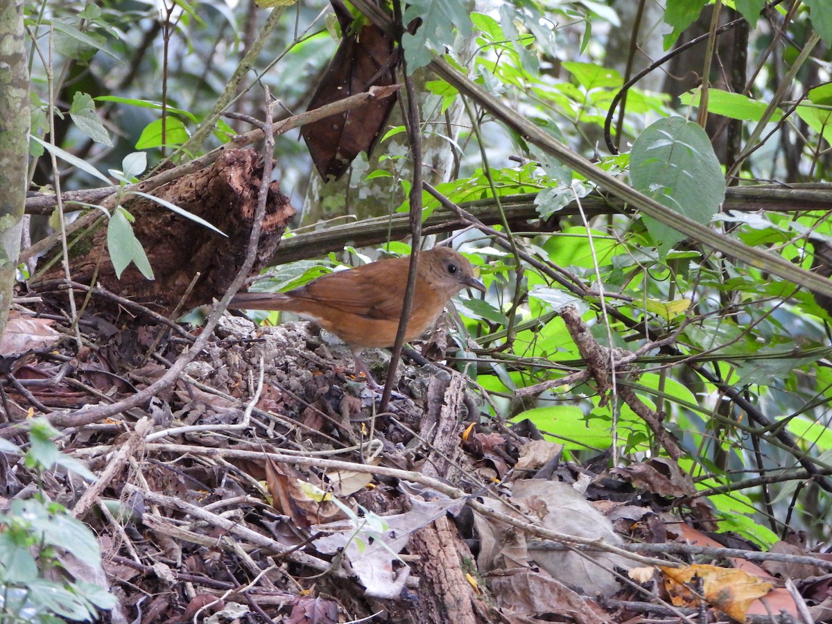 Cocoa Thrush - ML647632628