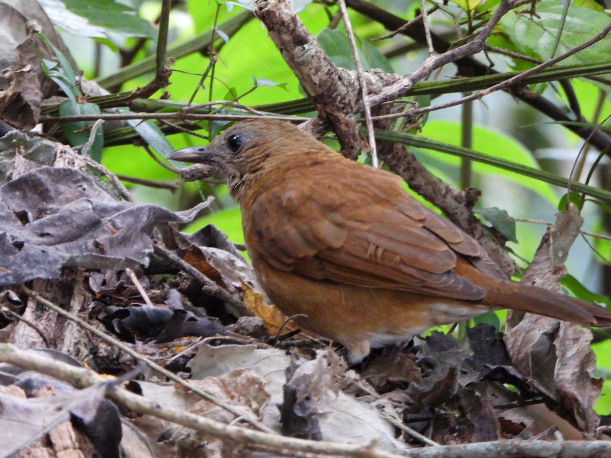 Cocoa Thrush - ML647632629