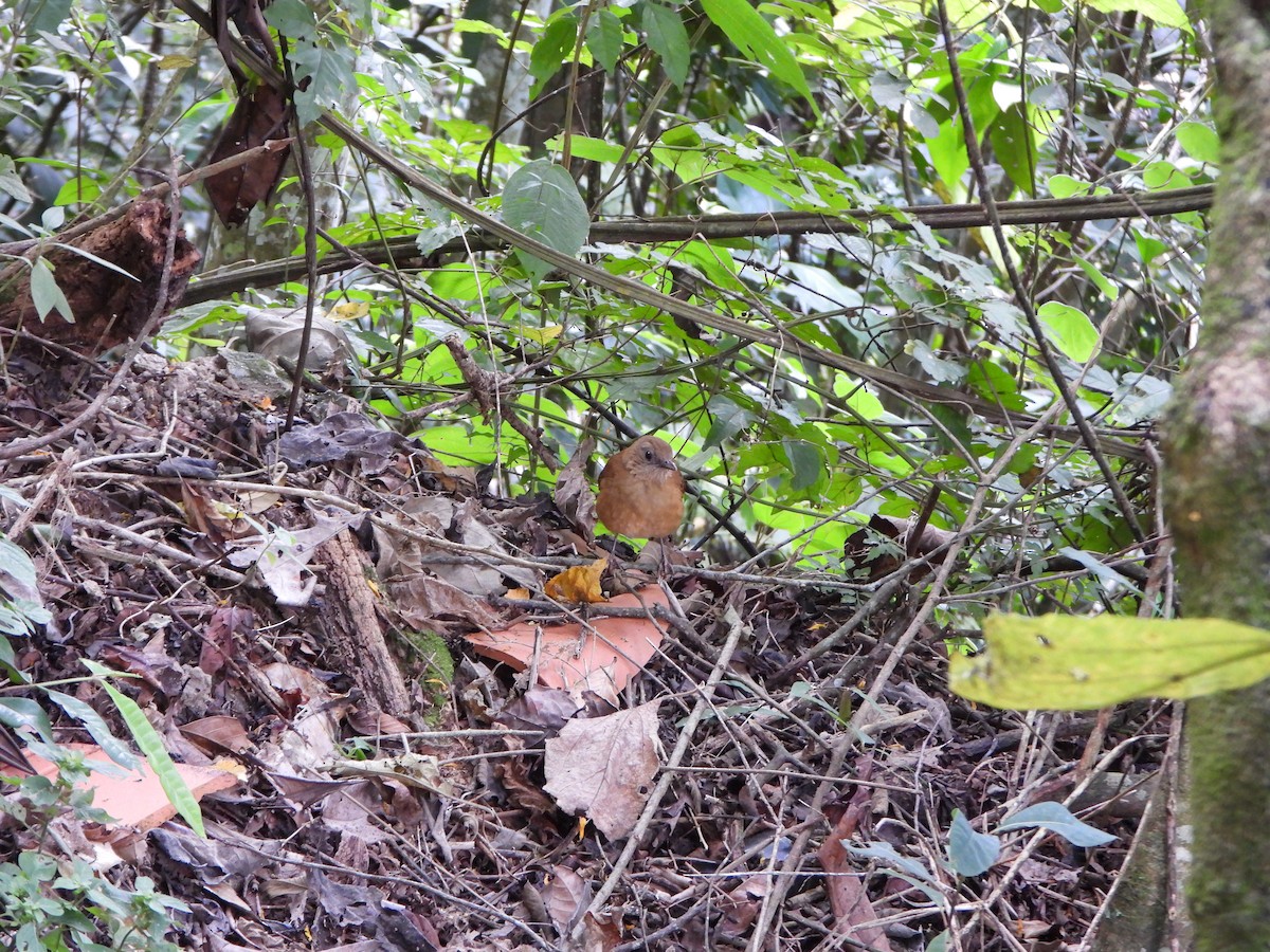 Cocoa Thrush - ML647632630