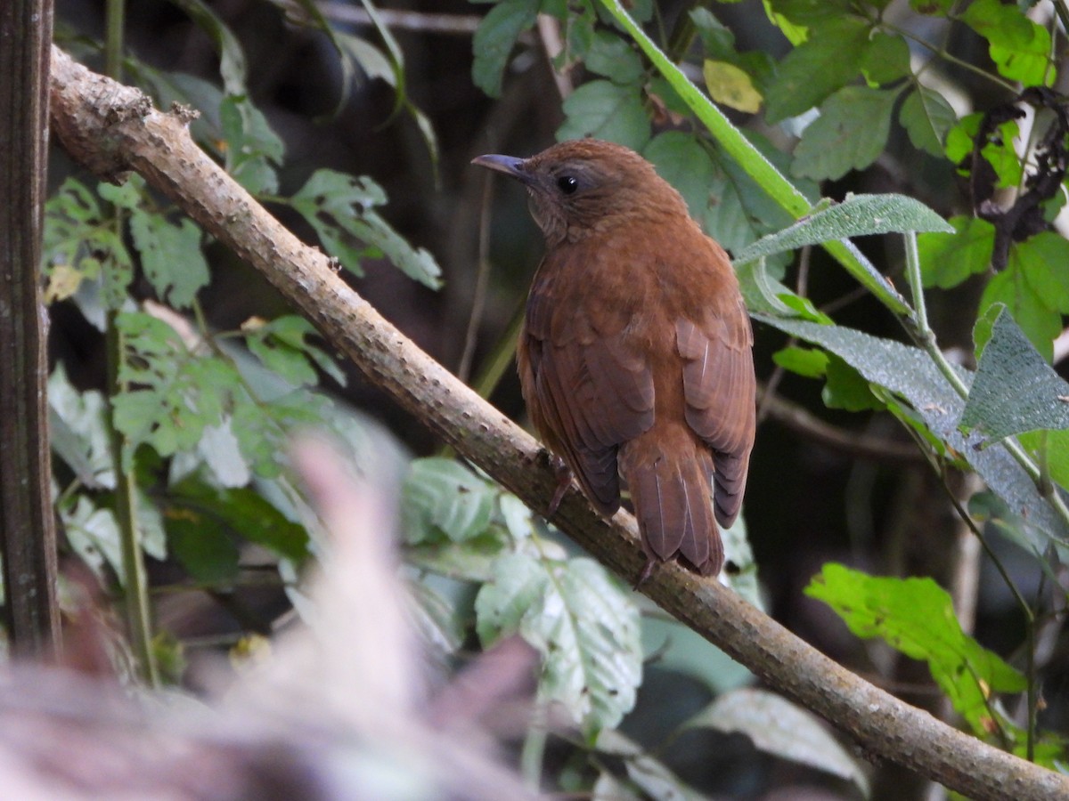 Cocoa Thrush - ML647632631