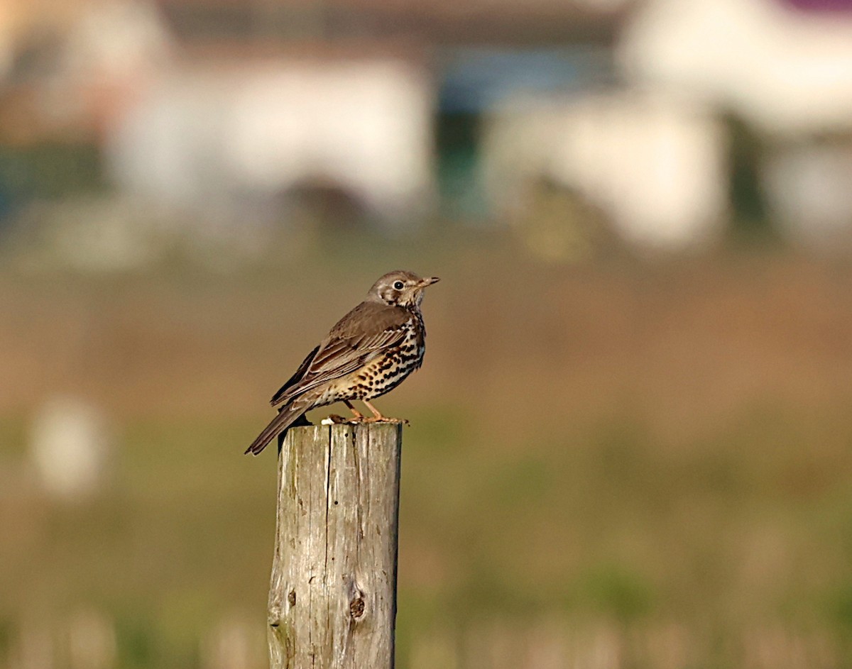 Grive draine - ML647632641