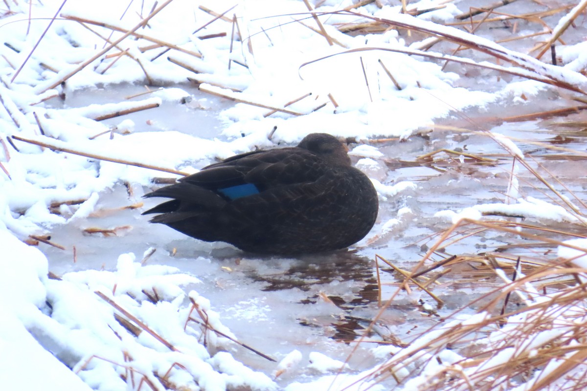 Ahate iluna - ML647632665