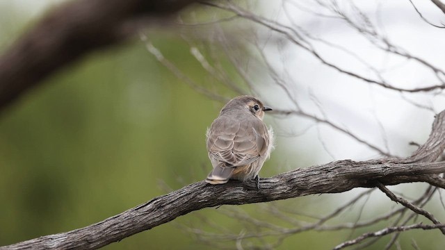 Black-eared Cuckoo - ML647632668
