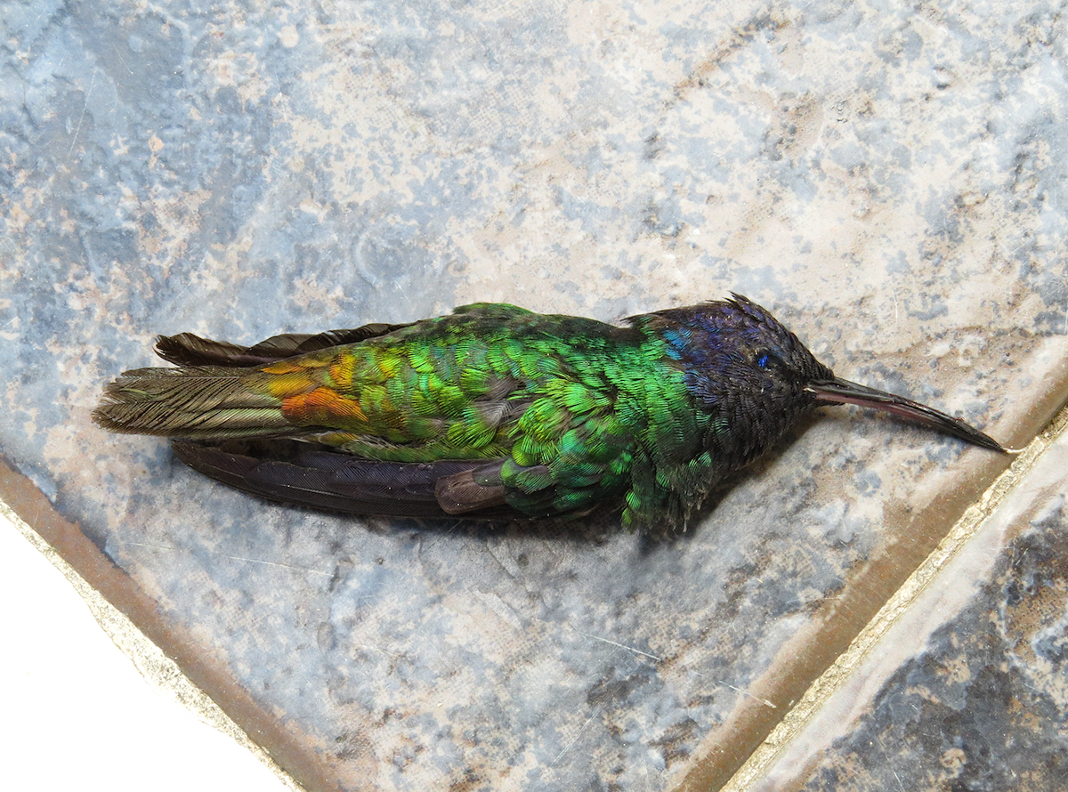 Golden-tailed Sapphire - ML647632710