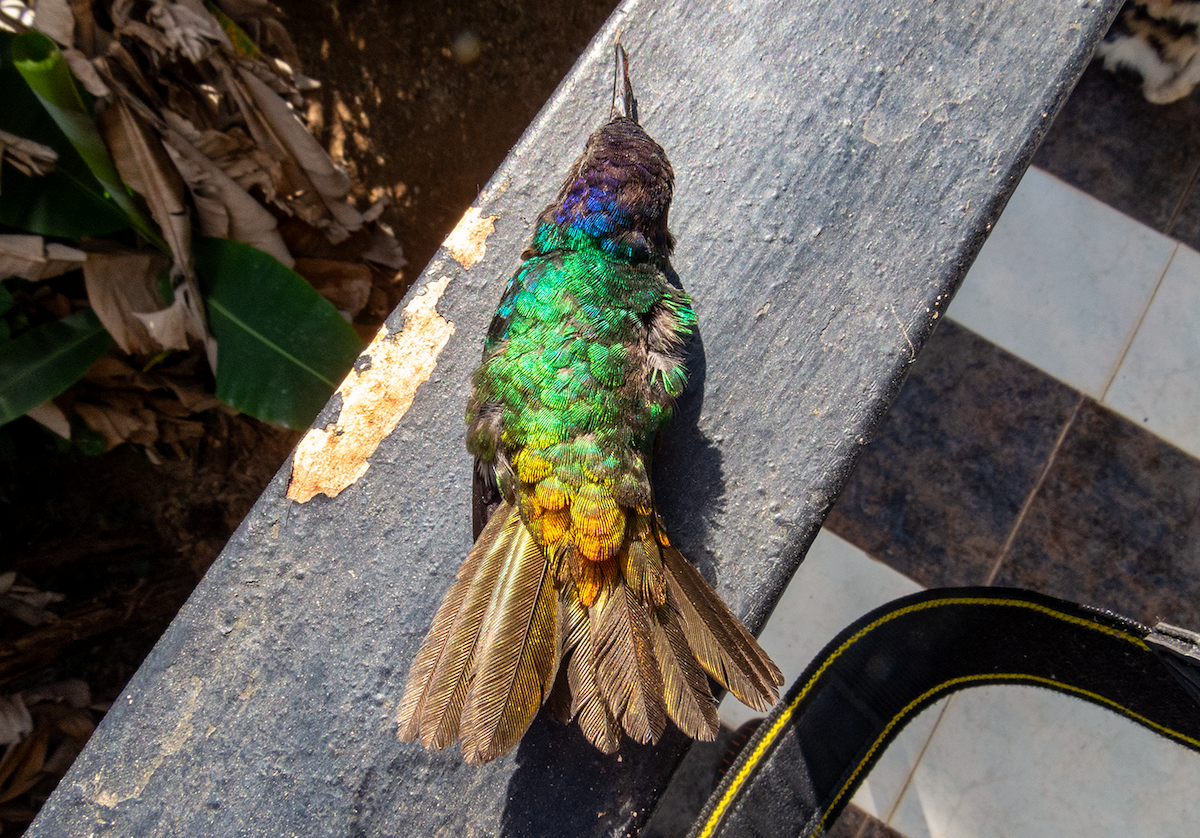 Golden-tailed Sapphire - ML647632712