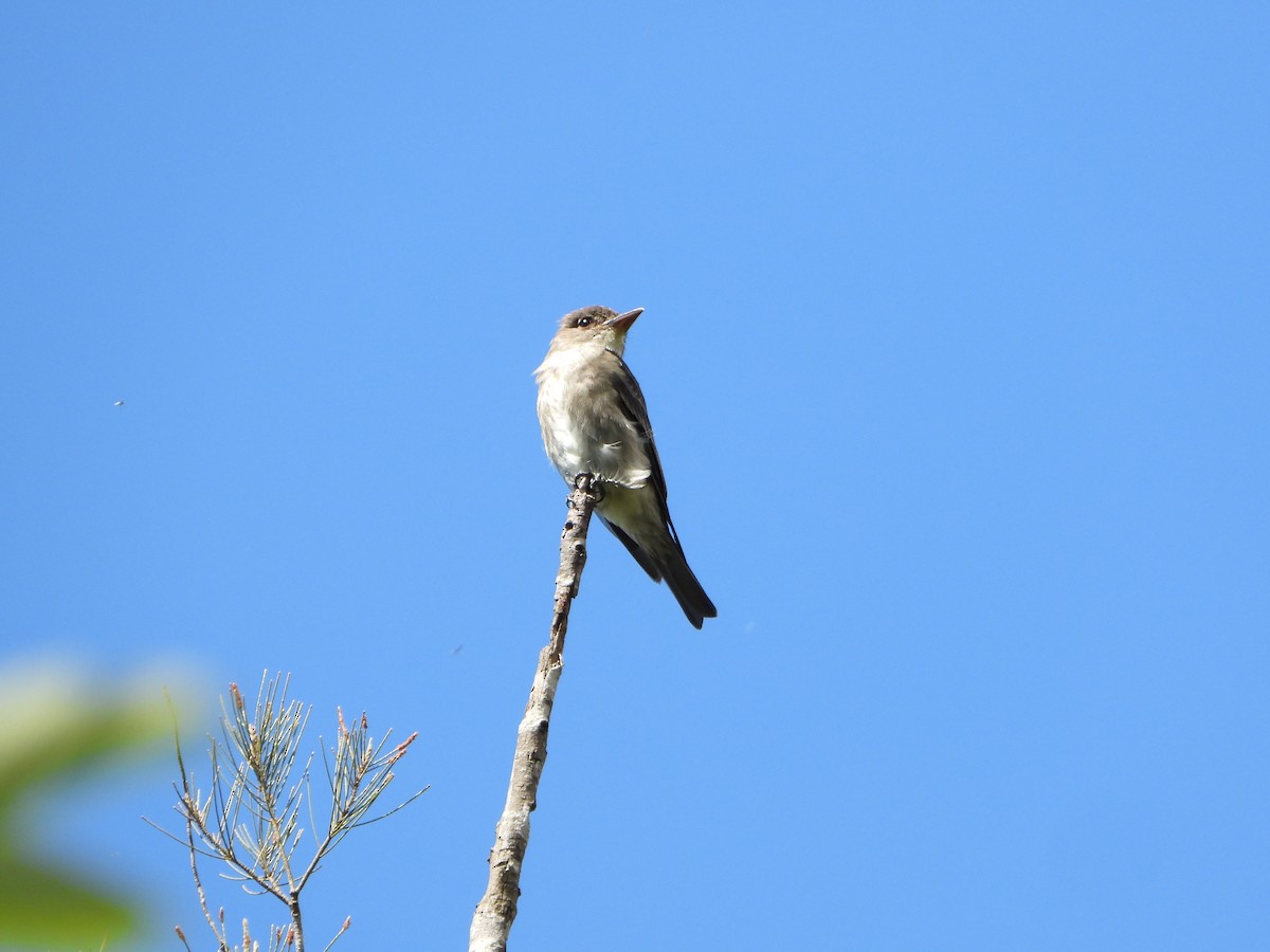 Olive-sided Flycatcher - ML647632727