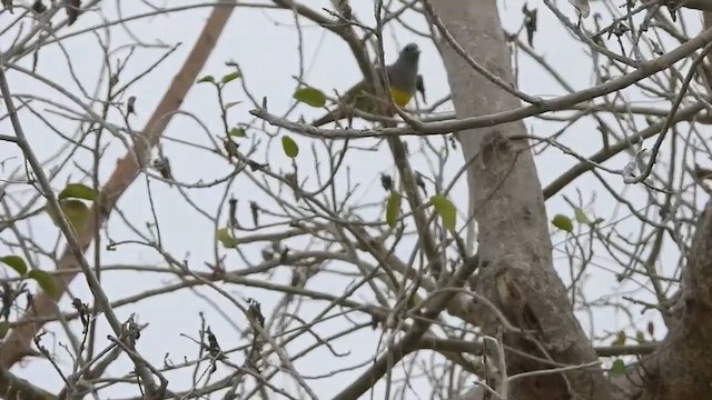 Bruce's Green-Pigeon - ML647632728