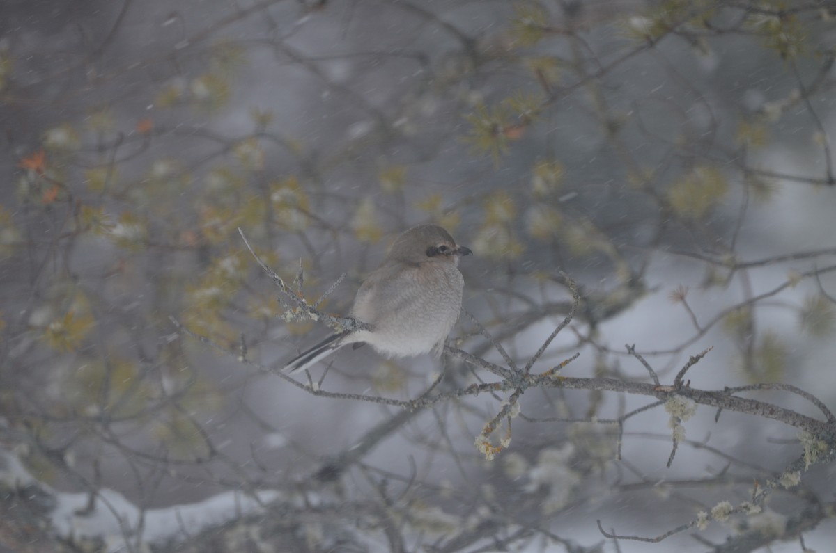 Antzandobi boreala - ML647632730