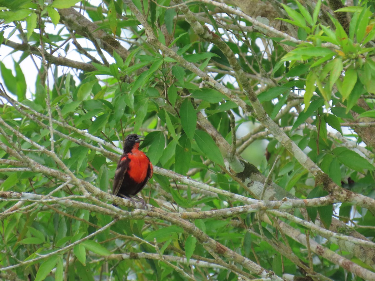Red-breasted Meadowlark - ML647632732