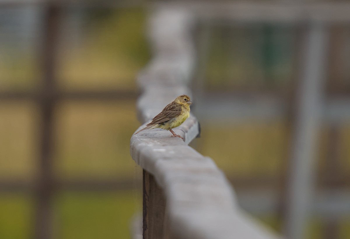 Kurzschnabel-Gilbtangare - ML647632735