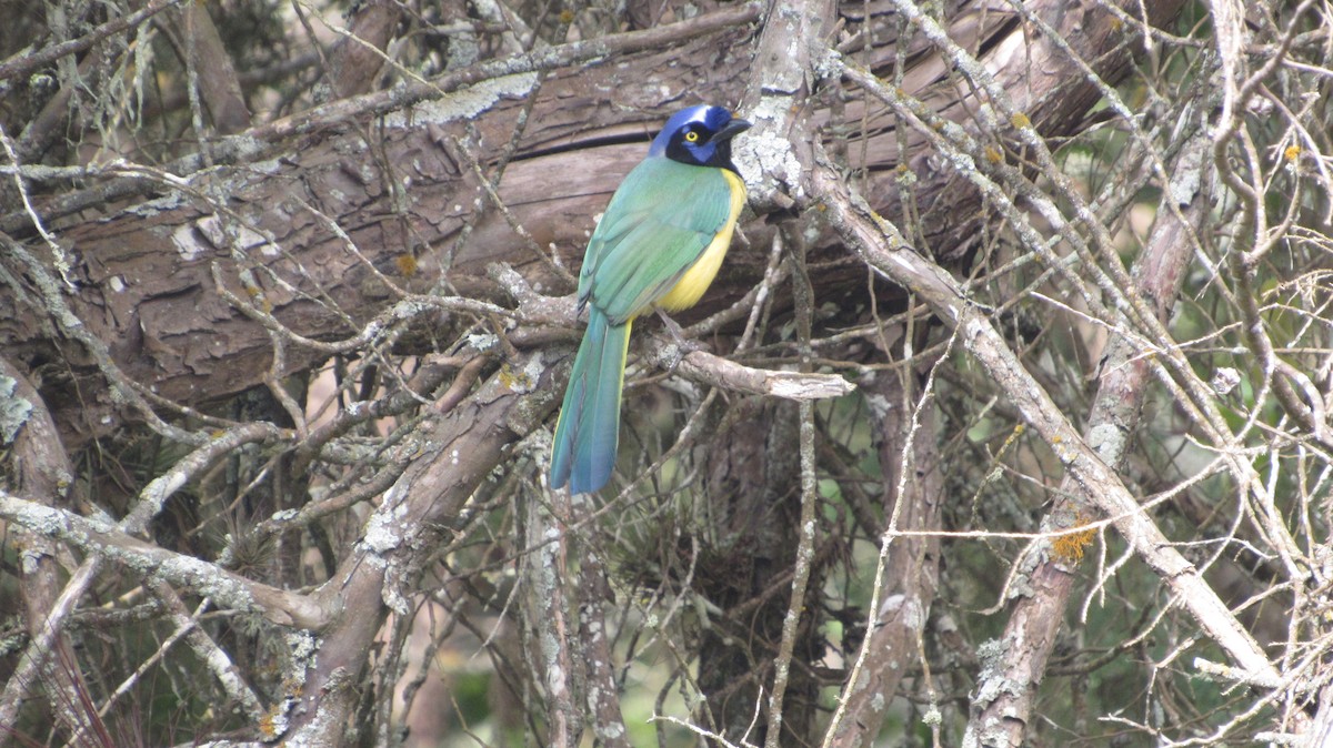 Green Jay - ML647632769
