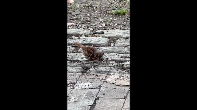 Fox Sparrow (Red) - ML647632774