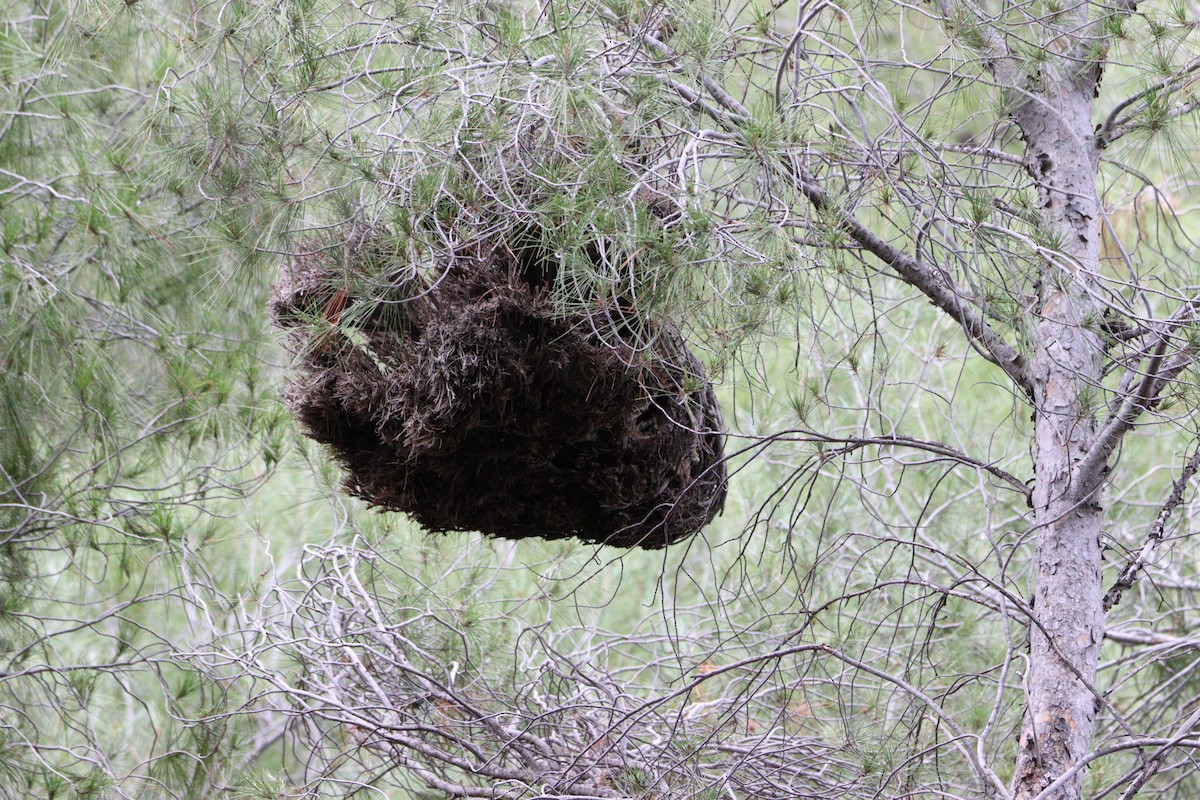 Eurasian Blue Tit - ML647632814