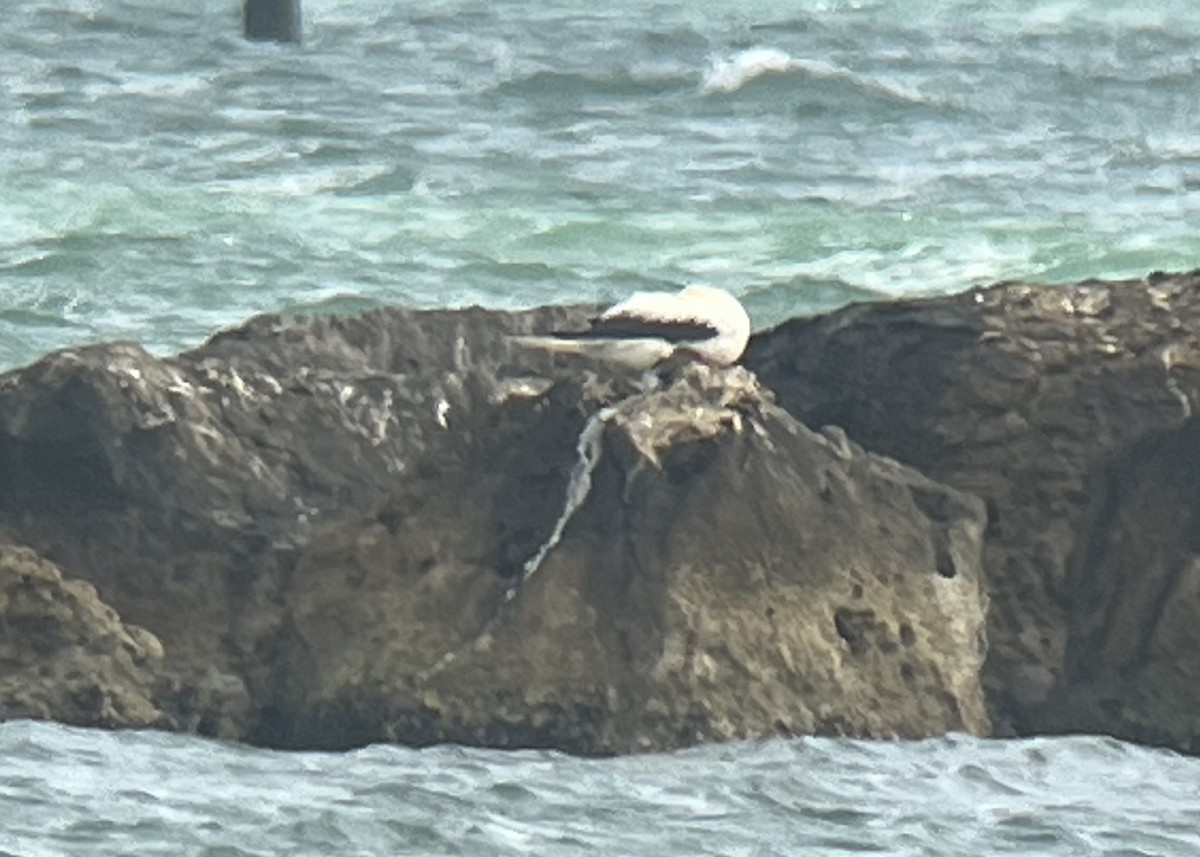 Red-footed Booby - ML647632821