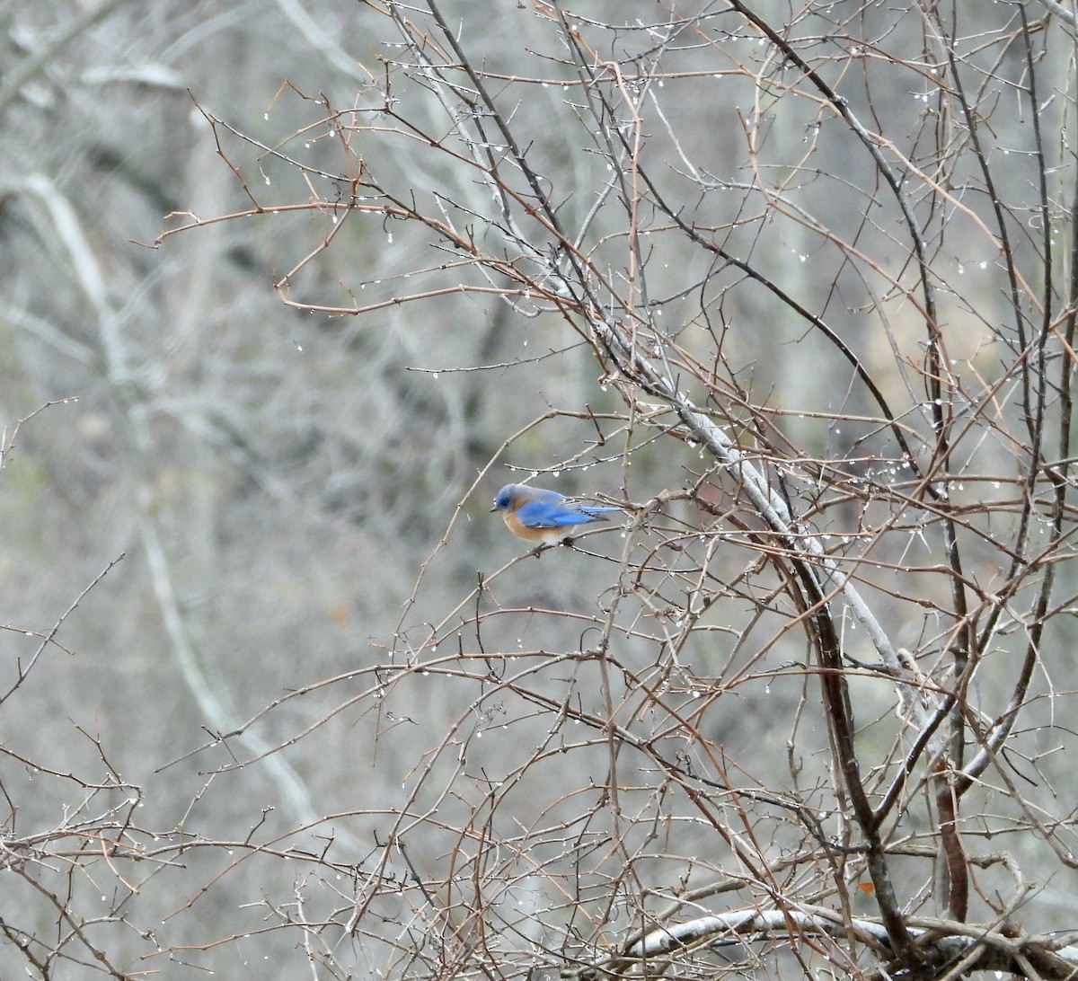 Eastern Bluebird - ML647632826