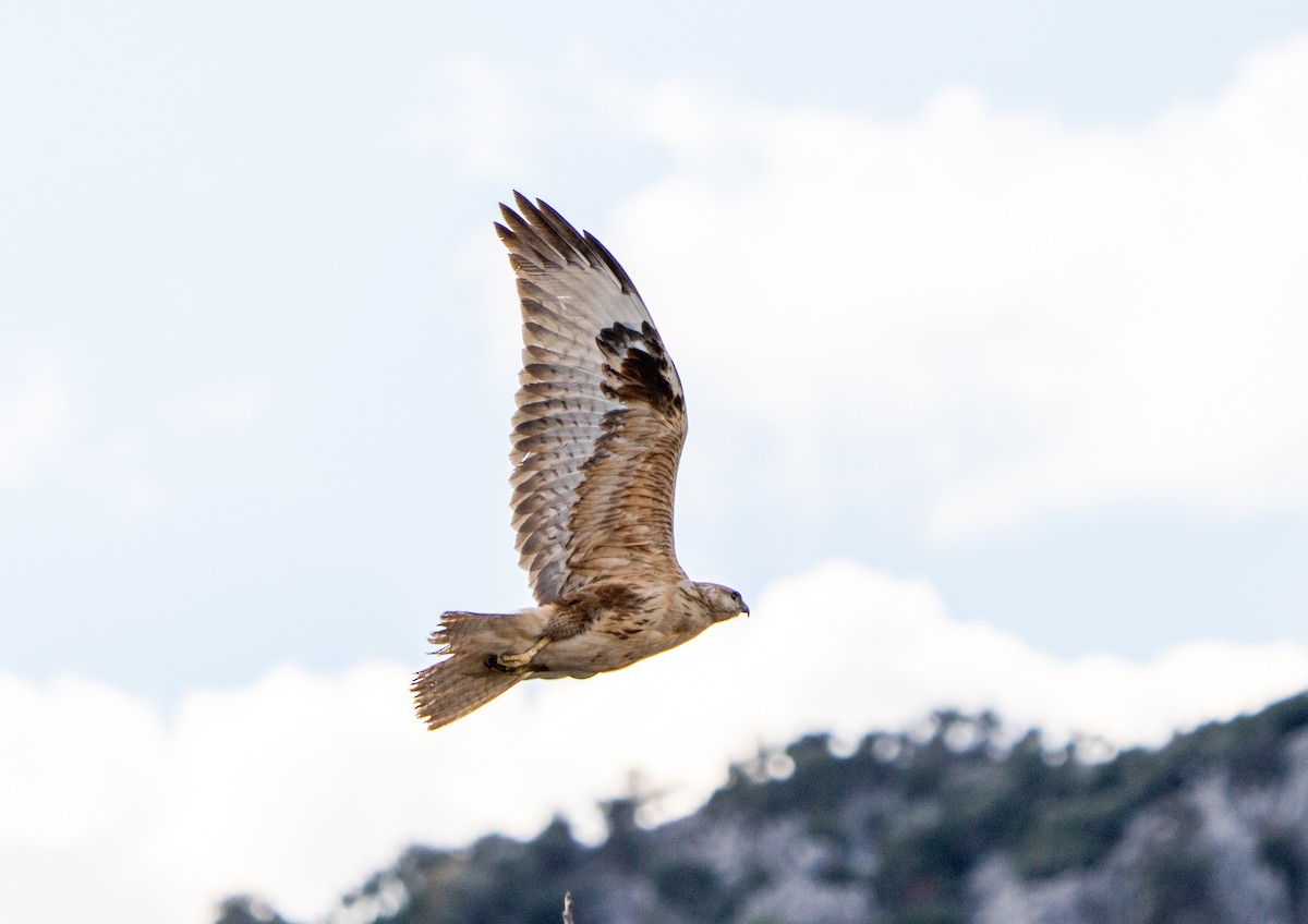 Long-legged Buzzard - ML647632835