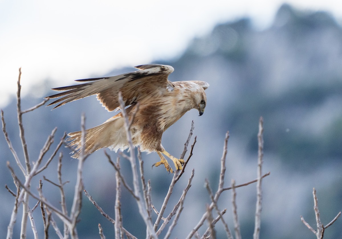 Long-legged Buzzard - ML647632836