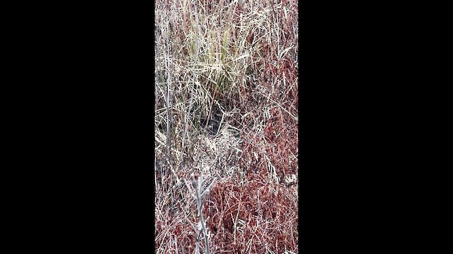 Wilson's Snipe - ML647632871