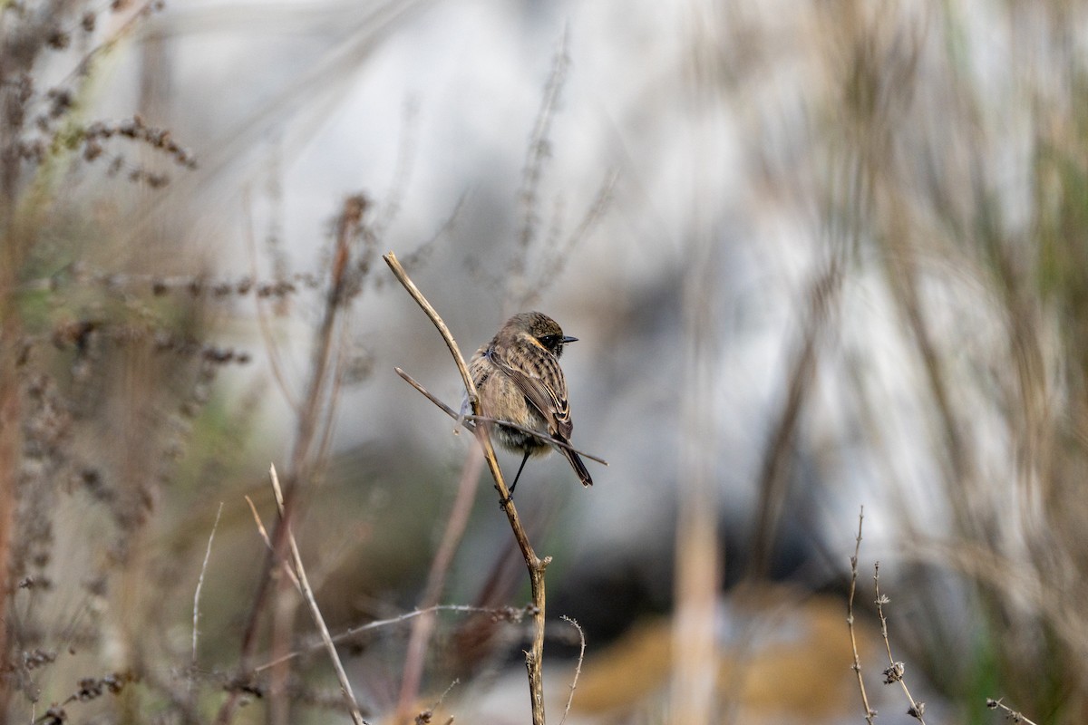 ヨーロッパノビタキ - ML647632891