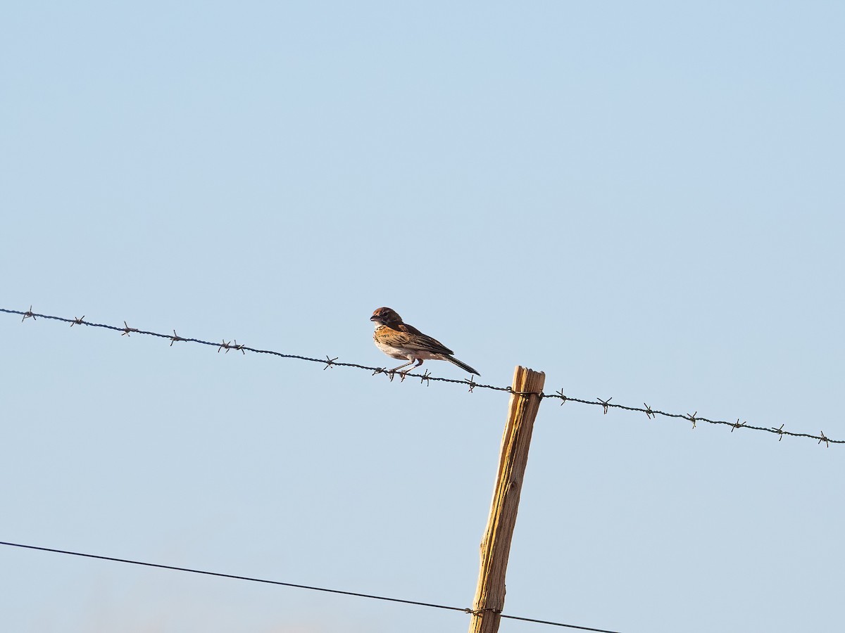 セアカスナヒバリ - ML647632896