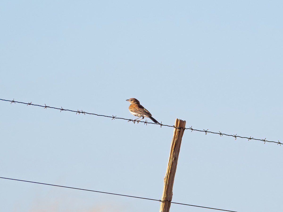 セアカスナヒバリ - ML647632898