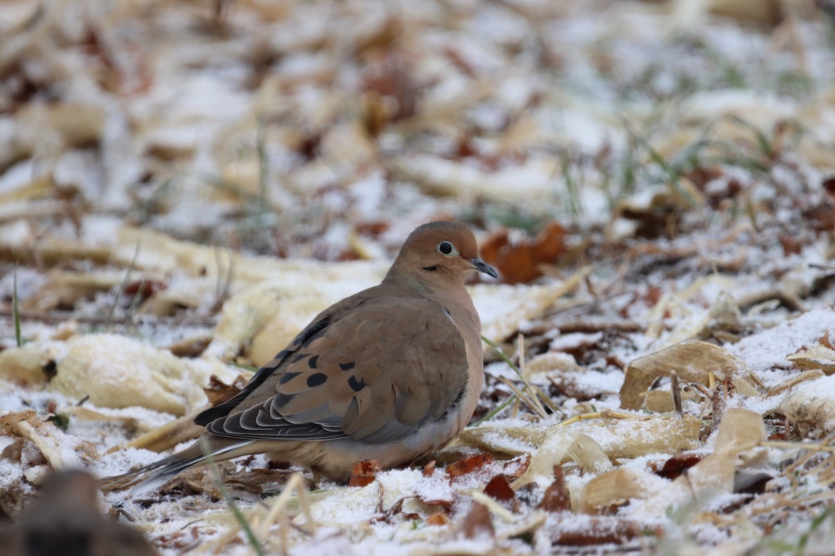 ナゲキバト - ML647632899