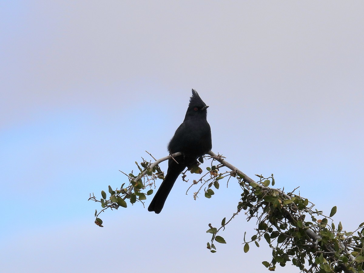 レンジャクモドキ - ML647632900