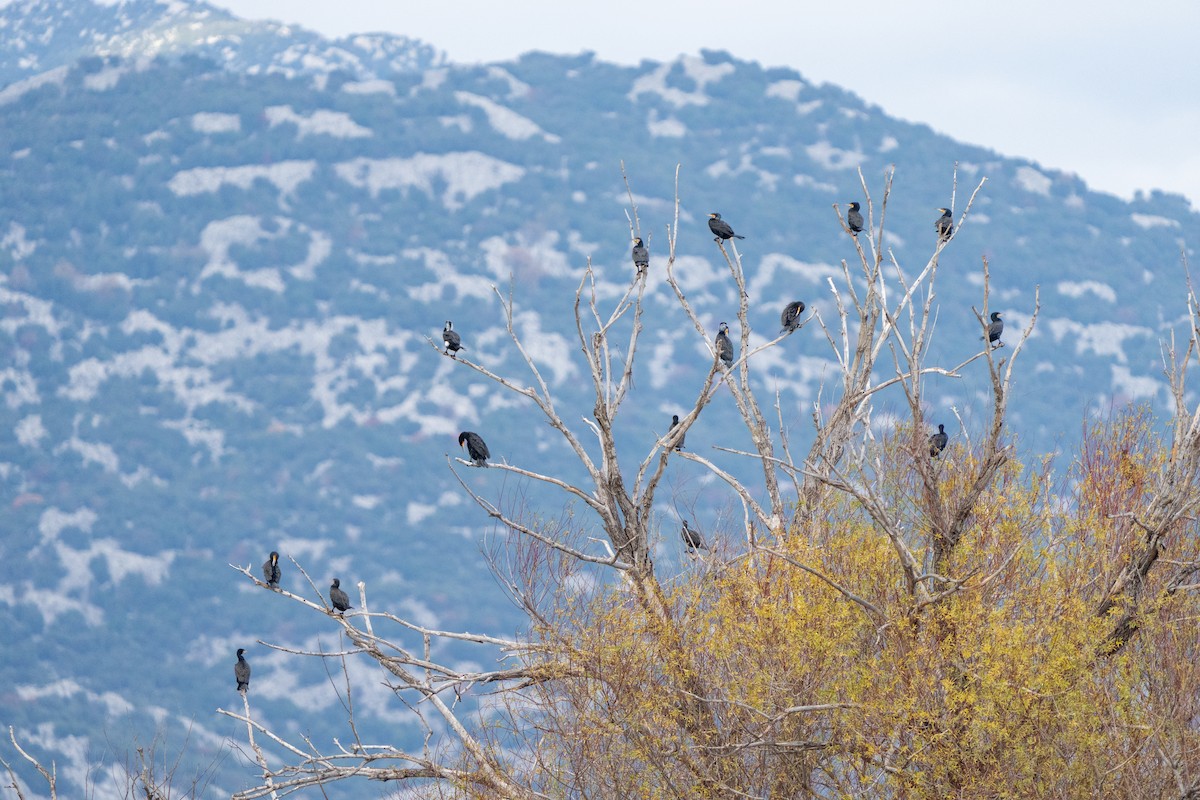 カワウ - ML647632901