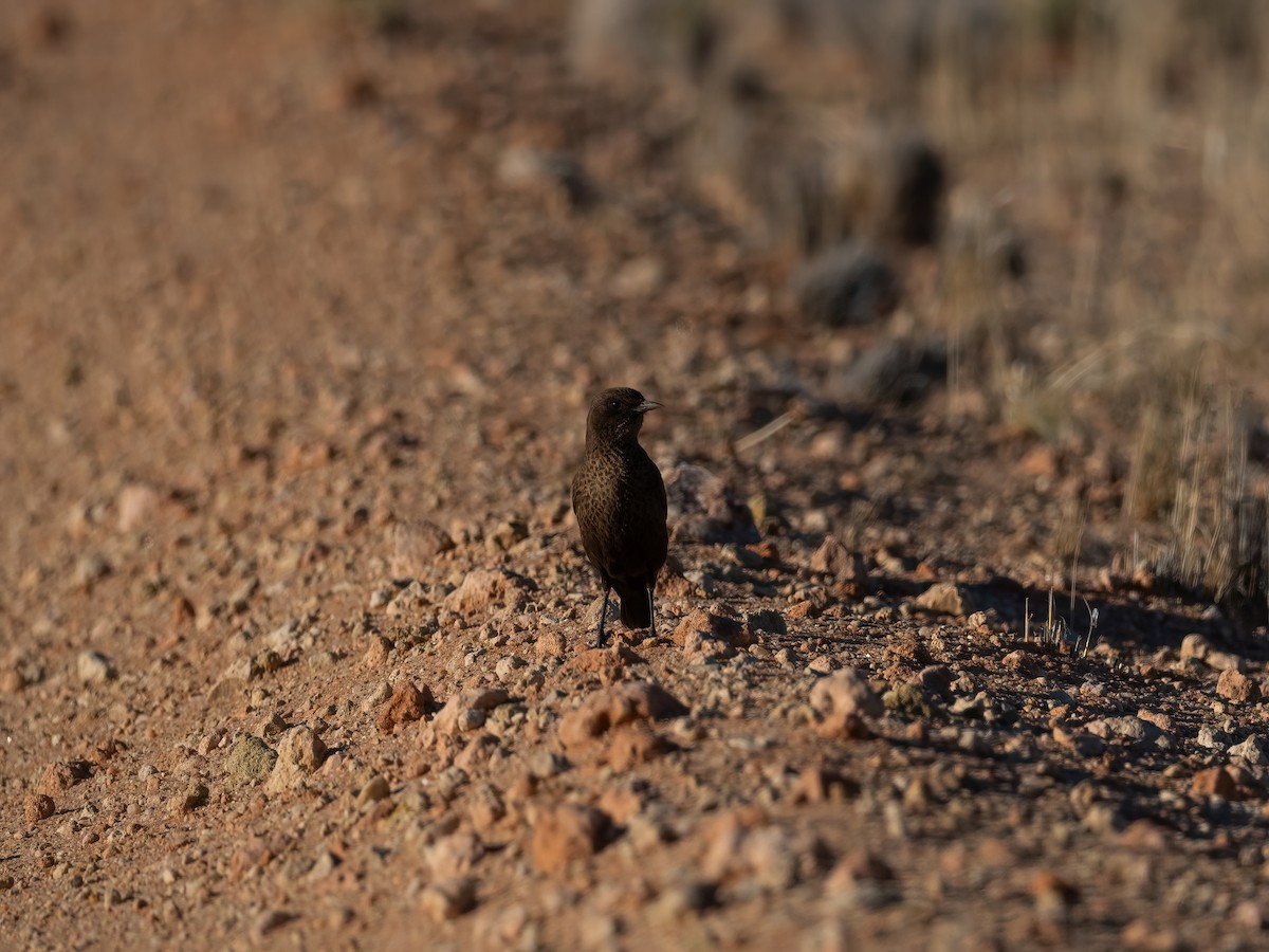 ハジロアリヒタキ - ML647632902