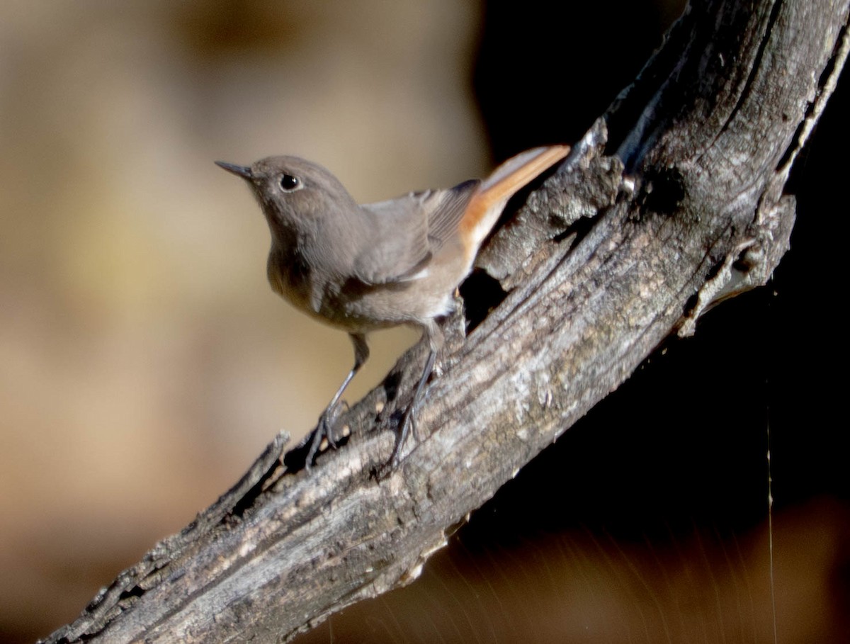 クロジョウビタキ - ML647632903