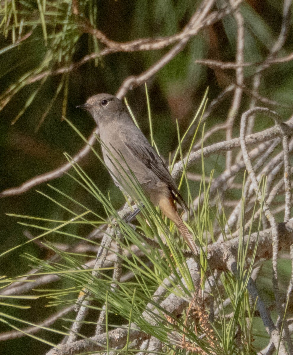 クロジョウビタキ - ML647632904