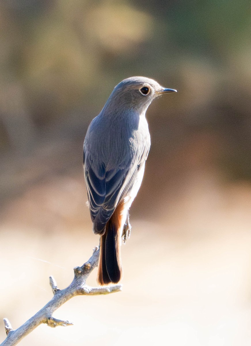 クロジョウビタキ - ML647632905