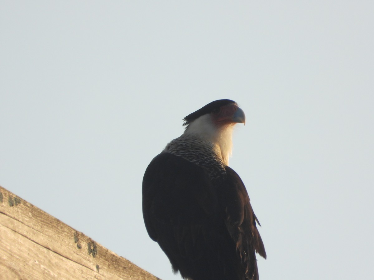 ミナミカラカラ - ML647632908