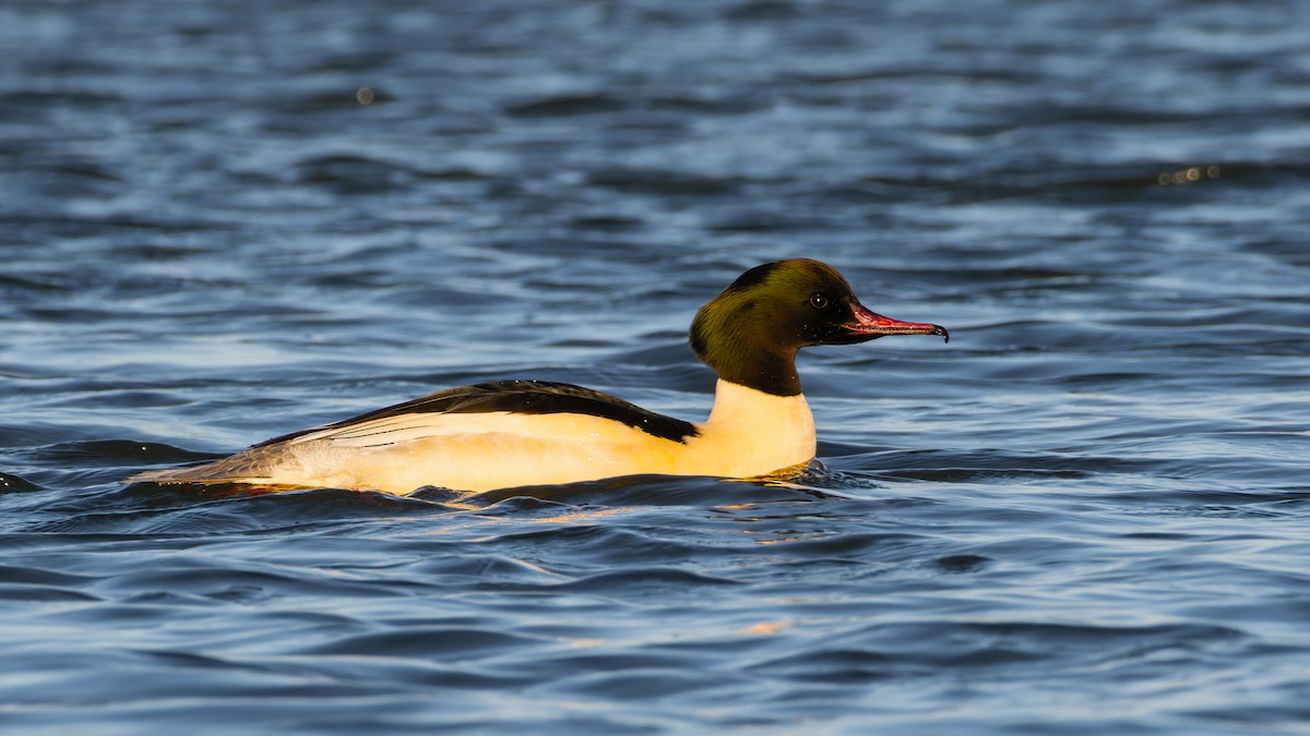 カワアイサ - ML647632911