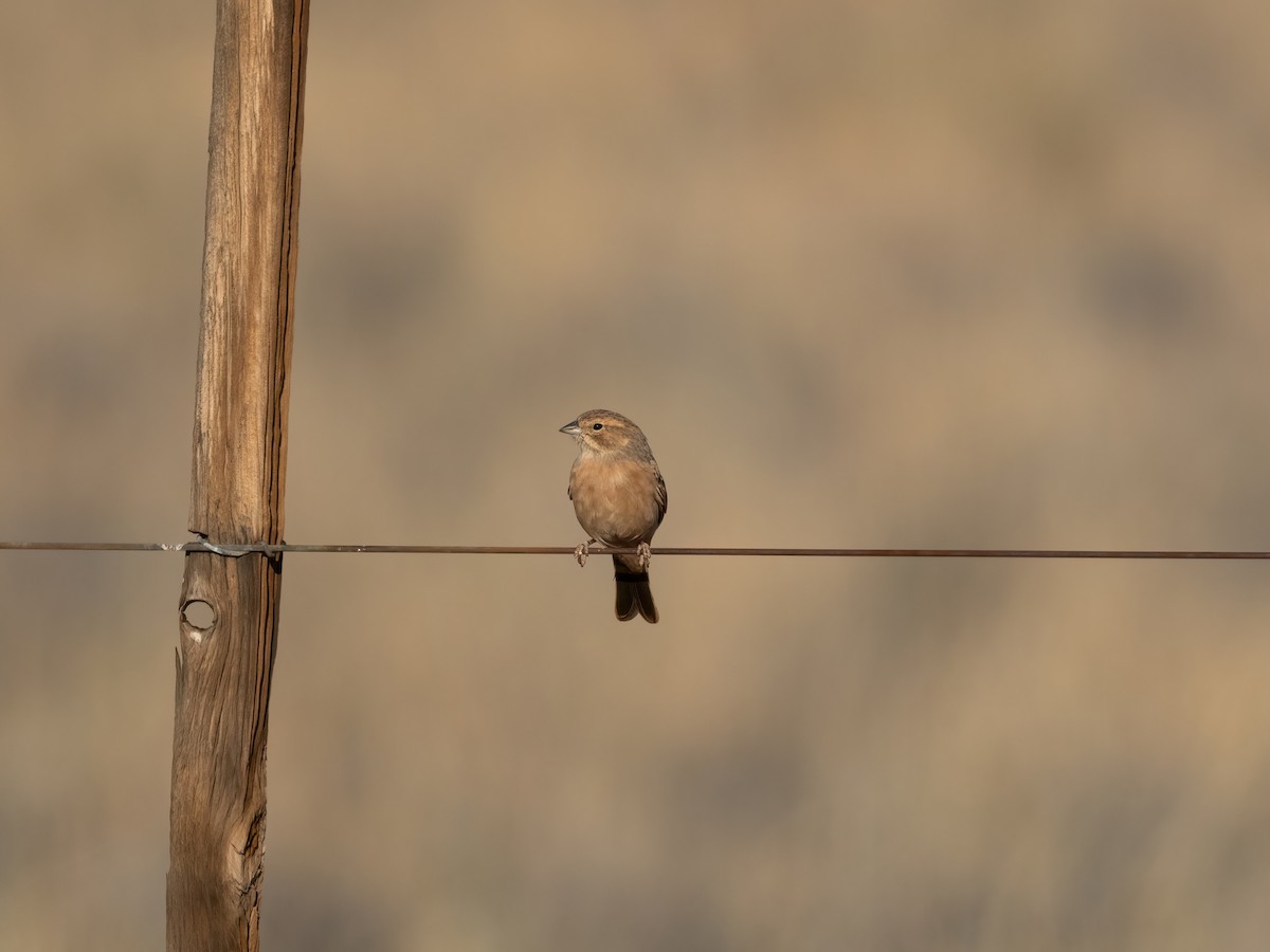 ヒバリホオジロ - ML647632912