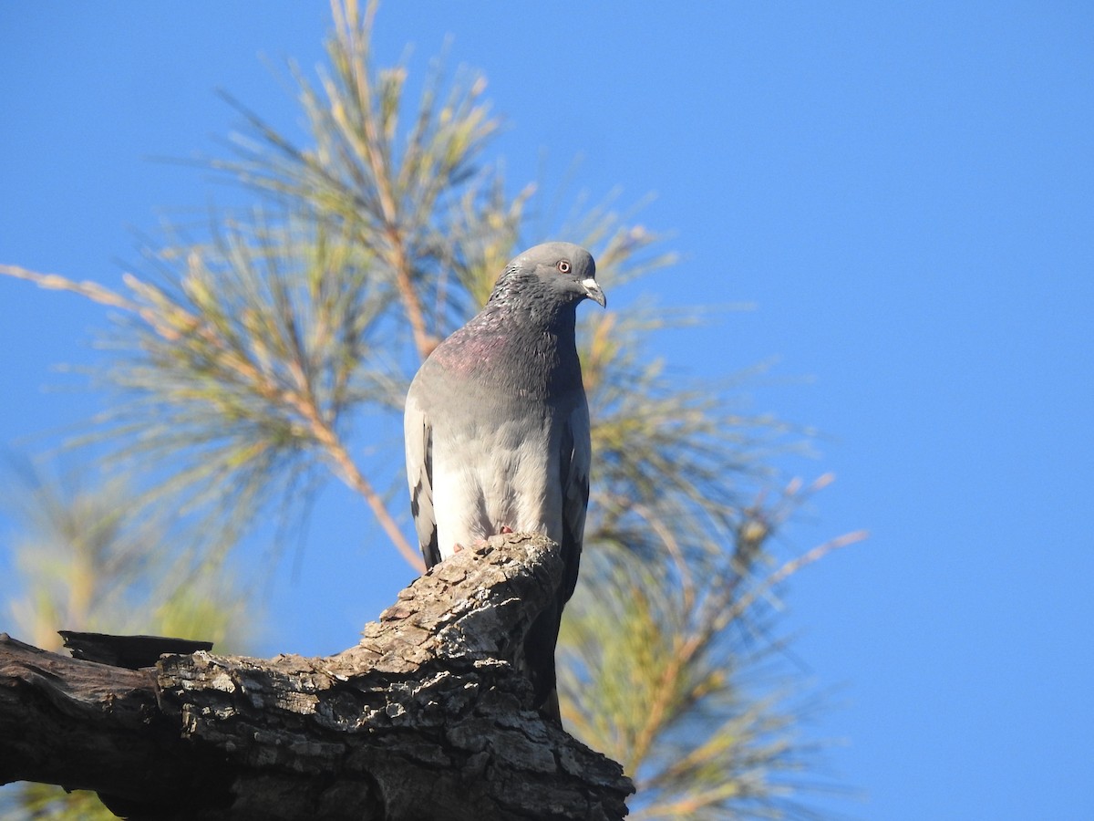 カワラバト（ドバト、家畜型） - ML647632913
