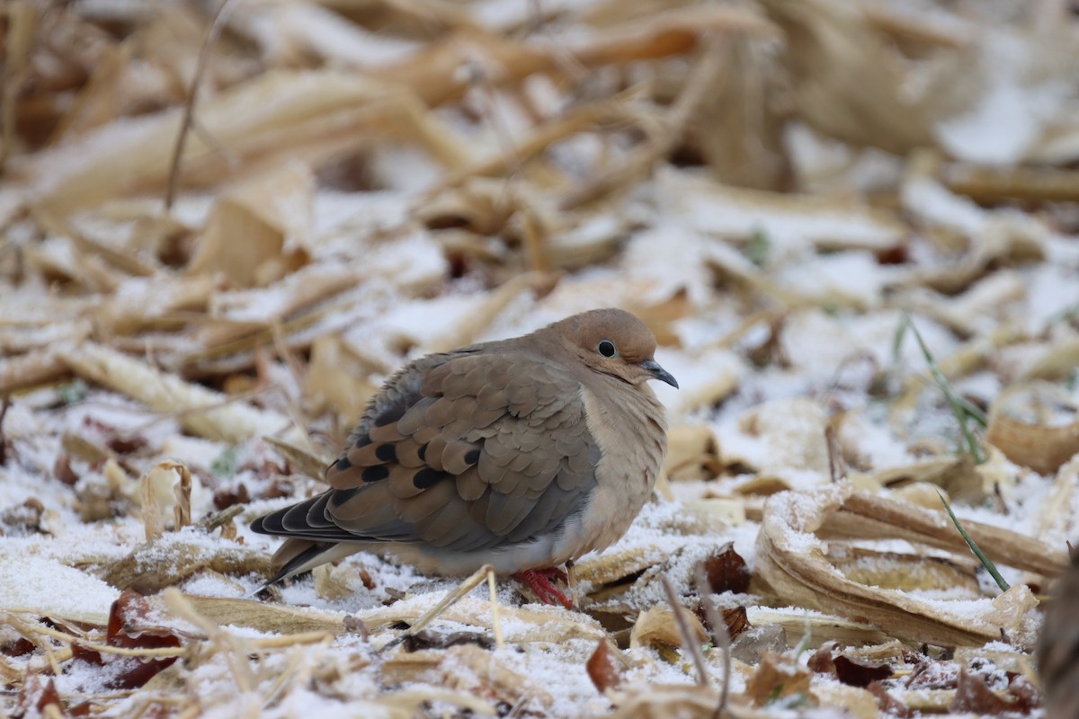 ナゲキバト - ML647632914