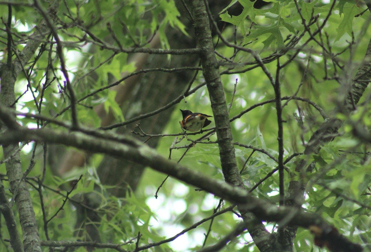 ハゴロモムシクイ - ML647632915