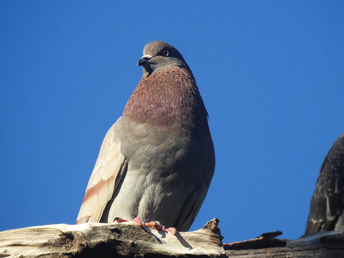 カワラバト（ドバト、家畜型） - ML647632916