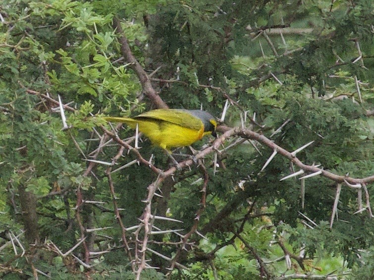 キバラアオヒヨドリ - ML647632917