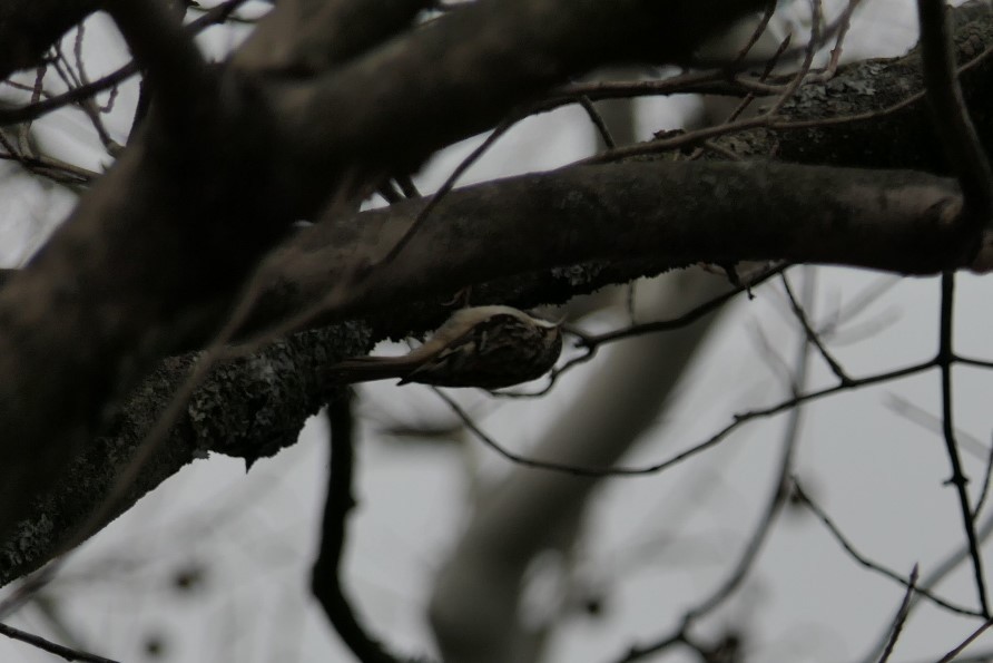 アメリカキバシリ - ML647632918