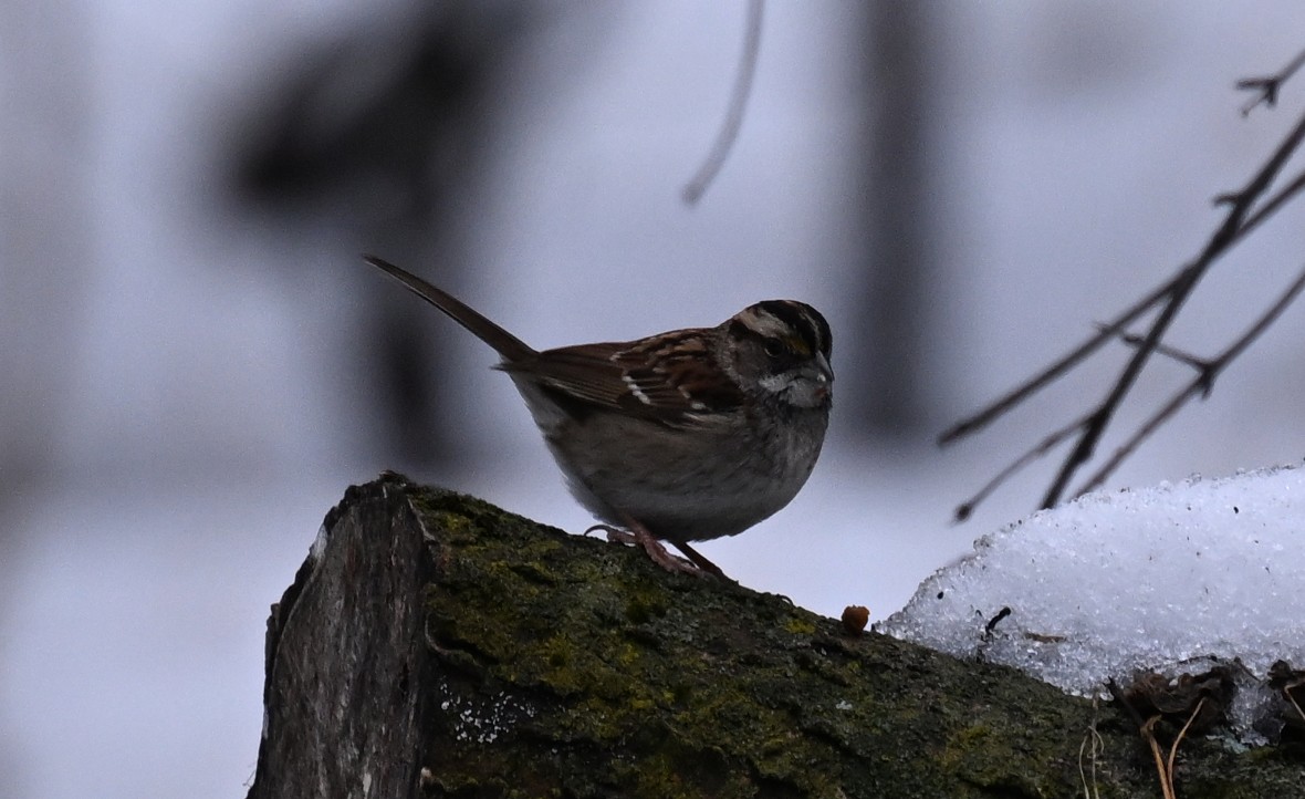 ノドジロシトド - ML647632919