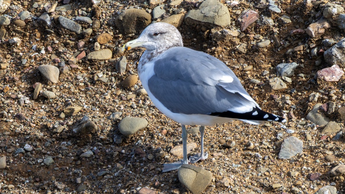 カリフォルニアカモメ - ML647632924